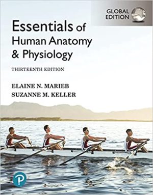 Essentials of Human Anatomy & Physiology 13th Edition By Elaine Marieb