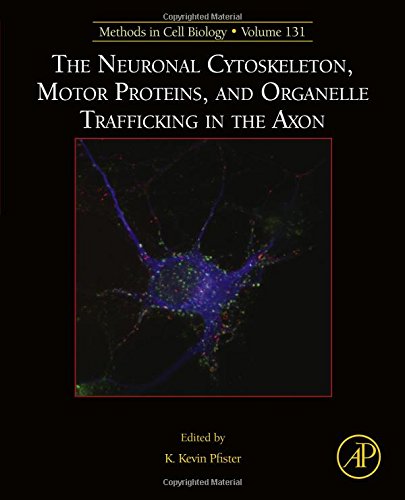 The Neuronal Cytoskeleton Motor Proteins and Organelle Trafficking in the Axon